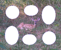 Deer Collage Magnetic Photo Frame